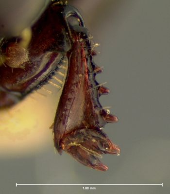 Media type: image;   Entomology 6943 Aspect: front tibia